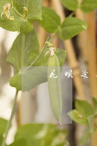 花呗逾期暂停使用芝麻567 花呗逾期暂停使用芝麻567