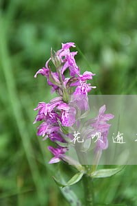 花呗逾期暂停服务怎么样才能恢复 花呗逾期暂停服务怎么样才能恢复