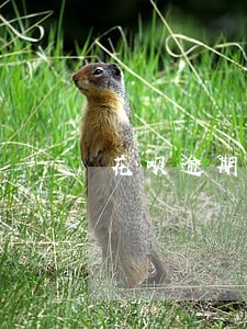 花呗逾期暴力催款 花呗逾期暴力催款