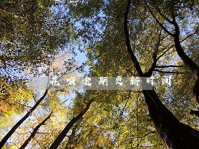 花呗逾期更新时间 花呗逾期更新时间