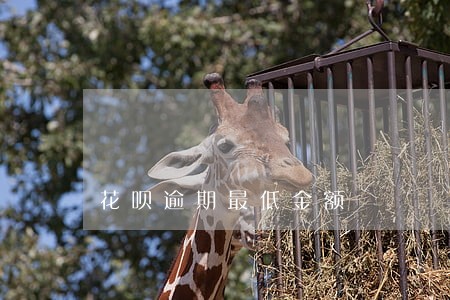花呗逾期最低金额 花呗逾期最低金额