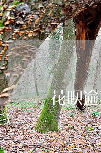 花呗逾期最后时间是几点 花呗逾期最后时间是几点