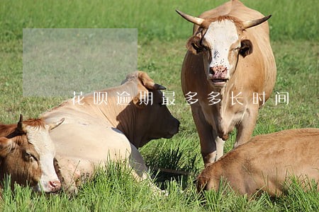 花呗逾期最多多长时间 花呗逾期最多多长时间