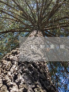 花呗逾期最近突然不打电话啦 花呗逾期最近突然不打电话啦