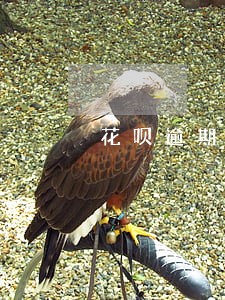 花呗逾期有上门核实吗 花呗逾期有上门核实吗