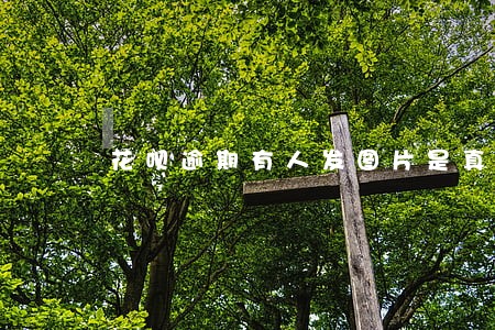 花呗逾期有人发图片是真的假的 花呗逾期有人发图片是真的假的