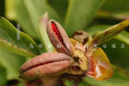 花呗逾期有人打电话催还款吗