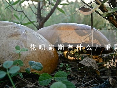花呗逾期有什么严重影响