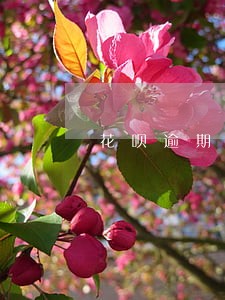 花呗逾期有写紧急联系人吗 花呗逾期有写紧急联系人吗