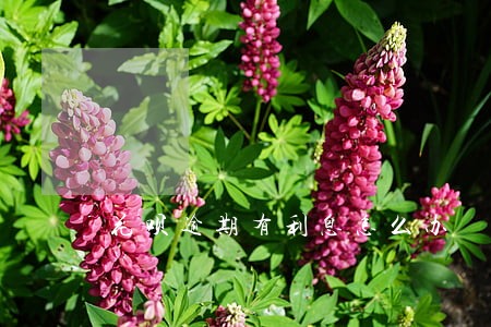花呗逾期有利息怎么办 花呗逾期有利息怎么办