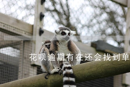 花呗逾期有在还会找到单位吗 花呗逾期有在还会找到单位吗