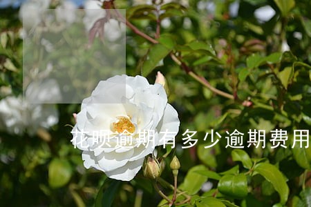 花呗逾期有多少逾期费用 花呗逾期有多少逾期费用