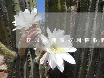 花呗逾期有权利催收吗 花呗逾期有权利催收吗