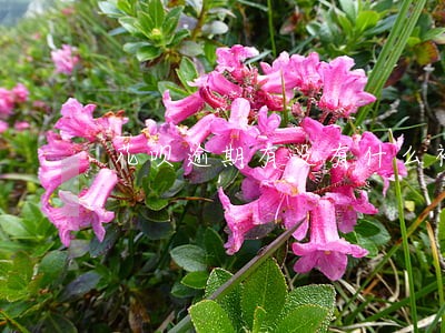 花呗逾期有没有什么补救办法 花呗逾期有没有什么补救办法