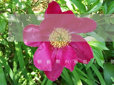 花呗逾期有额度可以使用吗 花呗逾期有额度可以使用吗