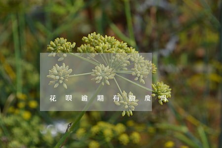 花呗逾期有额度吗 花呗逾期有额度吗