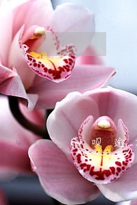 花呗逾期有额度无法使用 花呗逾期有额度无法使用