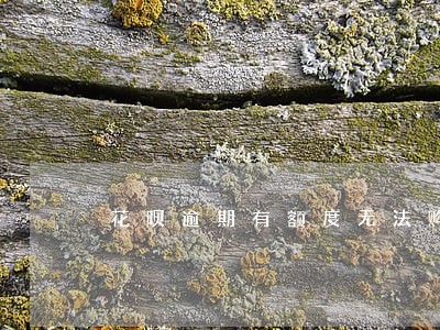花呗逾期有额度无法购物 花呗逾期有额度无法购物