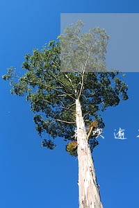 花呗逾期朋友圈 花呗逾期朋友圈