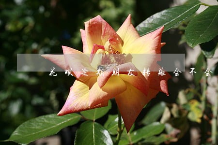花呗逾期朋友转账会不会直接划走 花呗逾期朋友转账会不会直接划走