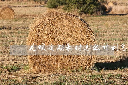 花呗逾期未付怎么计利息 花呗逾期未付怎么计利息