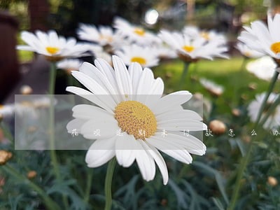 花呗逾期未付款怎么办 花呗逾期未付款怎么办