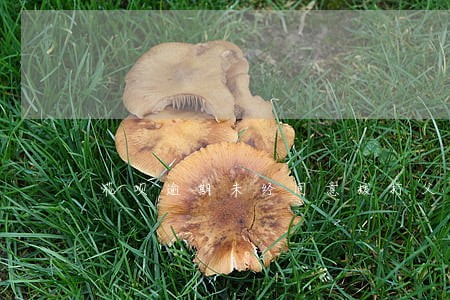 花呗逾期未经同意拨打父母电话 花呗逾期未经同意拨打父母电话