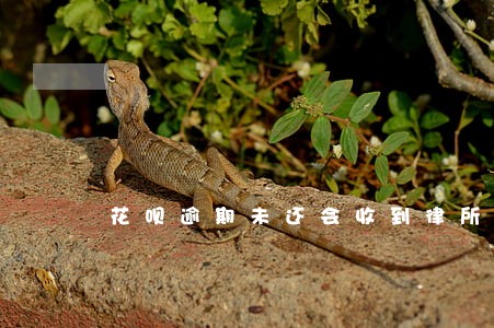 花呗逾期未还会收到律所短信吗 花呗逾期未还会收到律所短信吗