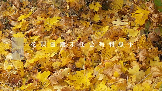花呗逾期未还会有利息不 花呗逾期未还会有利息不