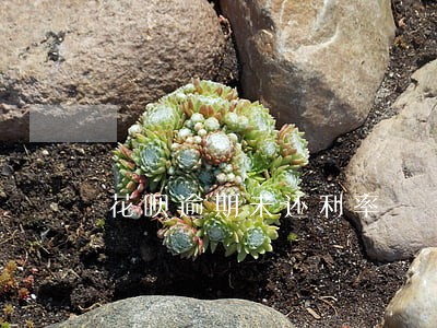 花呗逾期未还利率 花呗逾期未还利率