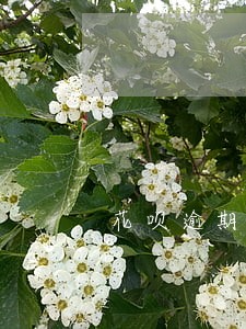 花呗逾期未还半个月 花呗逾期未还半个月