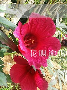 花呗逾期未还清什么意思