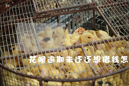 花呗逾期未还还想借钱怎么办
