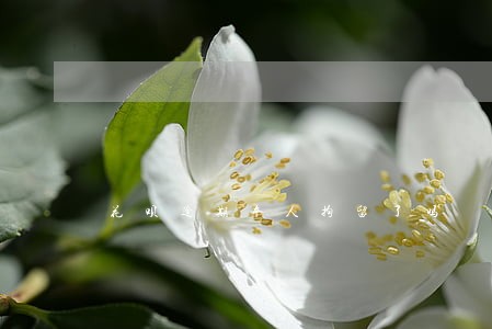 花呗逾期本人拘留了吗 花呗逾期本人拘留了吗