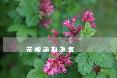 花呗逾期本金 花呗逾期本金