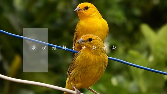 花呗逾期来分期逾期 花呗逾期来分期逾期