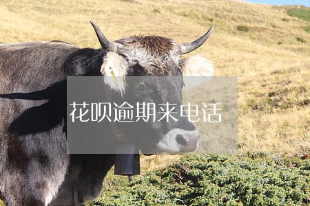 花呗逾期来电话 花呗逾期来电话