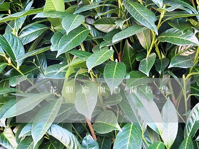 花呗逾期查询信息 花呗逾期查询信息