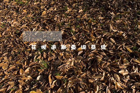 花呗逾期查询系统 花呗逾期查询系统