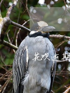 花呗逾期欠款1000截图 花呗逾期欠款1000截图