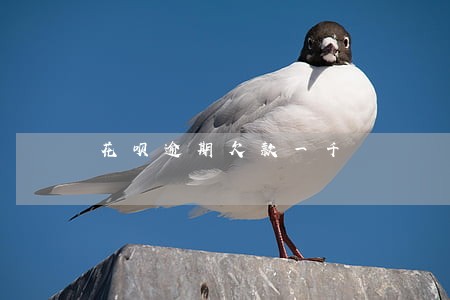 花呗逾期欠款一千