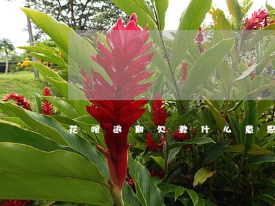 花呗逾期欠款什么意思 花呗逾期欠款什么意思