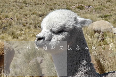 花呗逾期欠款怎么就不欠了 花呗逾期欠款怎么就不欠了