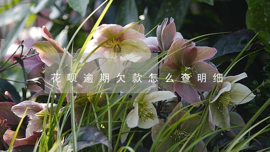 花呗逾期欠款怎么查明细 花呗逾期欠款怎么查明细