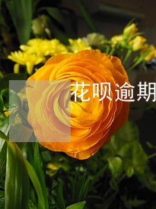 花呗逾期欠款短信说提前收回 花呗逾期欠款短信说提前收回