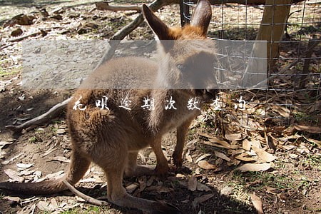 花呗逾期次数查询 花呗逾期次数查询