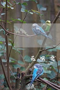花呗逾期款可以随时还清吗 花呗逾期款可以随时还清吗