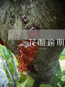 花呗逾期款还清后可以再买东西吗 花呗逾期款还清后可以再买东西吗