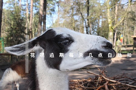 花呗逾期每天几点自动扣款 花呗逾期每天几点自动扣款