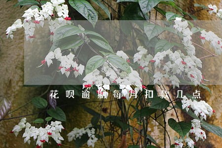 花呗逾期每月扣款几点 花呗逾期每月扣款几点